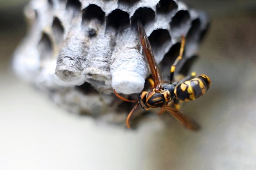 アシナガバチの巣の駆除方法を徹底紹介